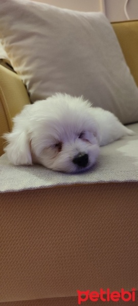 Maltese, Köpek  Pia fotoğrafı