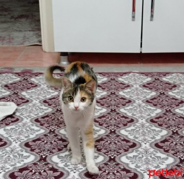 Tekir Kedi, Kedi  Boncuk fotoğrafı
