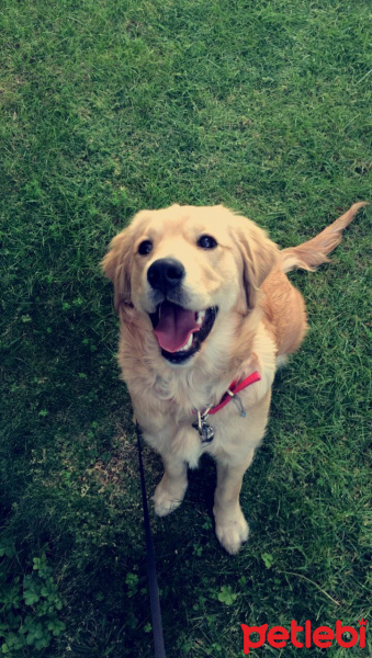 Golden Retriever, Köpek  ŞEKER fotoğrafı