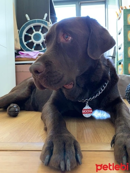 Labrador Retriever, Köpek  Mocha fotoğrafı