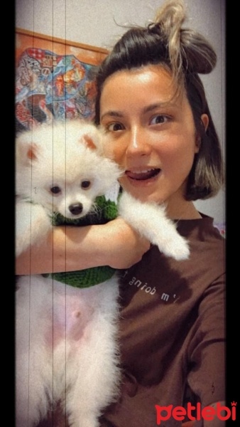 Pomeranyalı, Köpek  murphy fotoğrafı