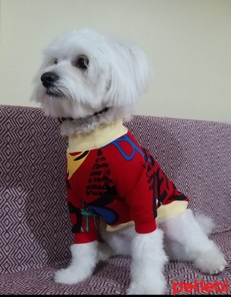 Maltese, Köpek  ŞANS fotoğrafı
