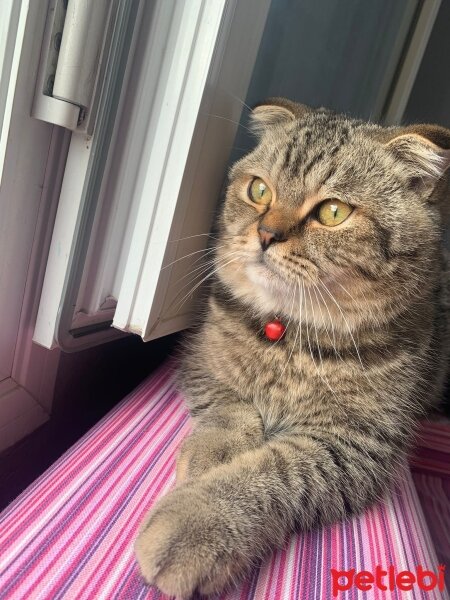 Scottish Fold, Kedi  Gofret fotoğrafı