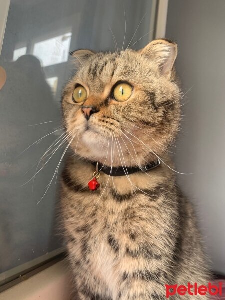 Scottish Fold, Kedi  Gofret fotoğrafı