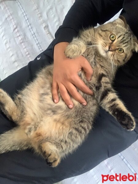 Scottish Fold, Kedi  Gofret fotoğrafı