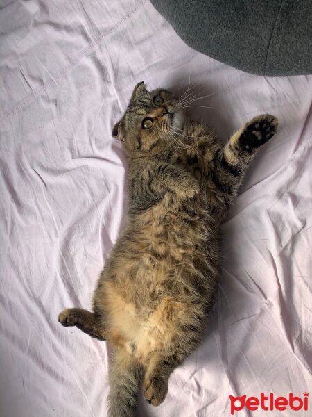 Scottish Fold, Kedi  Gofret fotoğrafı