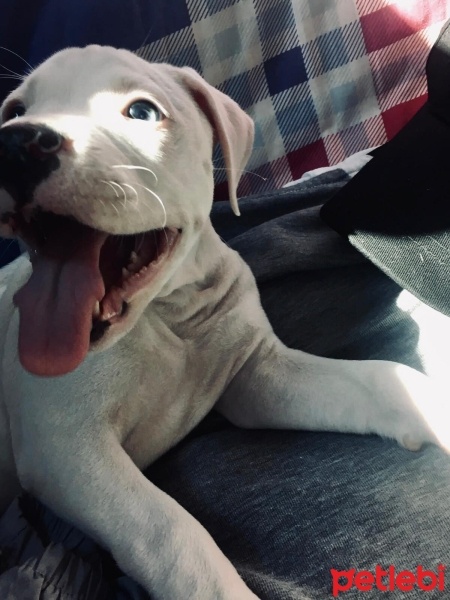 Dogo Arjantin, Köpek  Karlos fotoğrafı