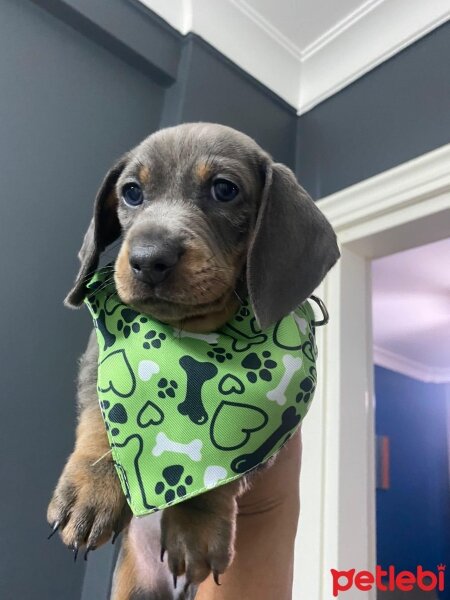 Dachshund (Sosis), Köpek  Dobby fotoğrafı