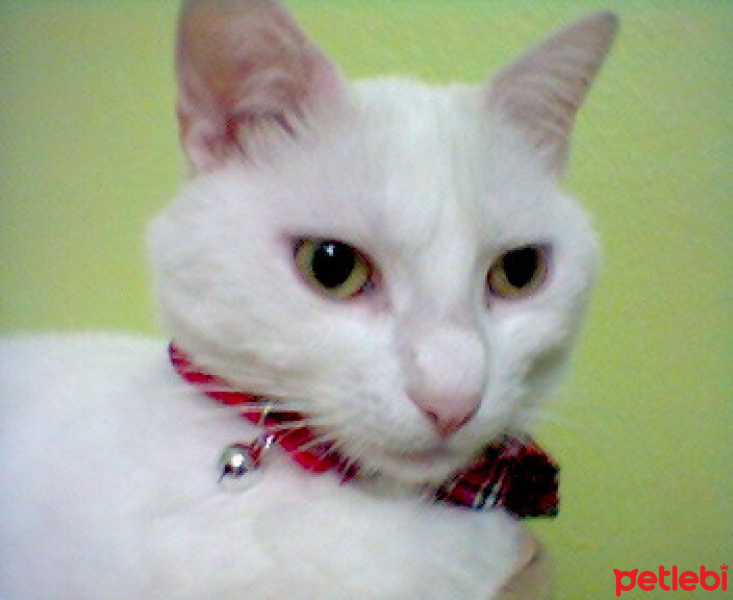 American Wirehair, Kedi  koyun fotoğrafı