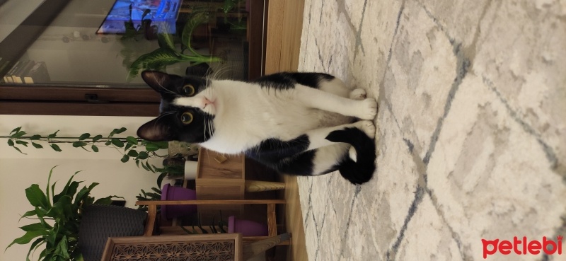 Tekir Kedi, Kedi  Zeytin ve kömür fotoğrafı