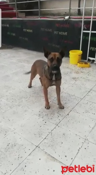 Belçika Malinois, Köpek  Deyzi fotoğrafı