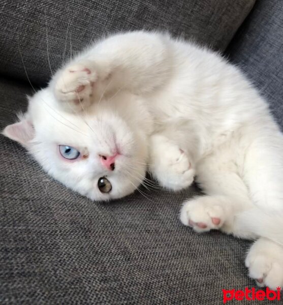 Scottish Fold, Kedi  Mars fotoğrafı