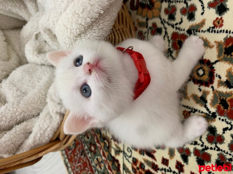 British Shorthair, Kedi  Olaf fotoğrafı