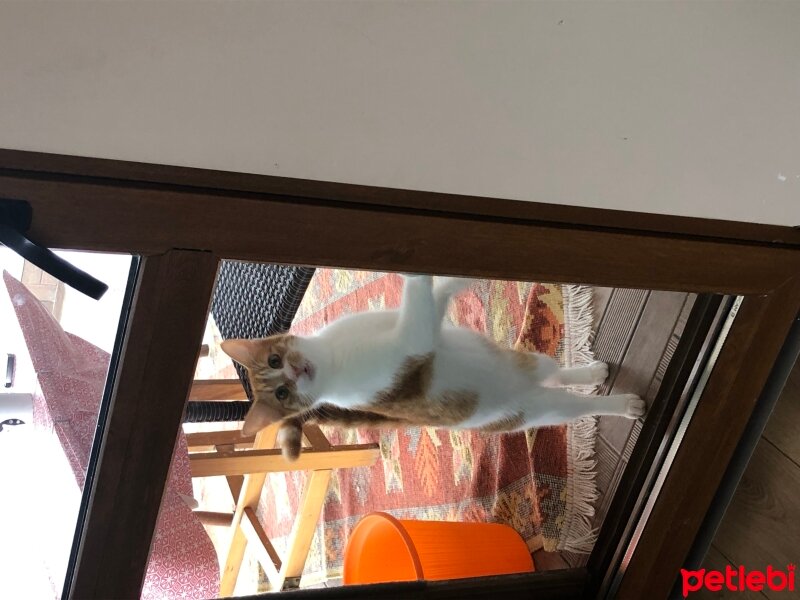 Tekir Kedi, Kedi  Nova fotoğrafı