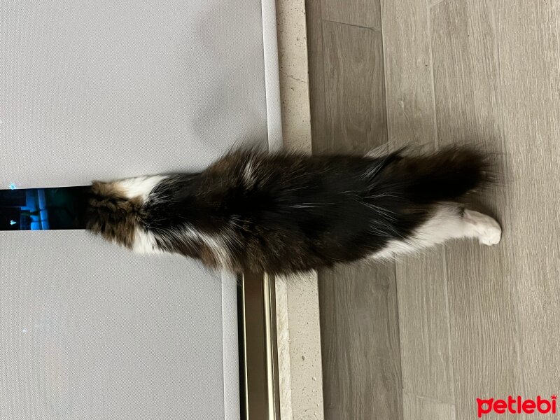 Norwegian Forest, Kedi  Mercan fotoğrafı