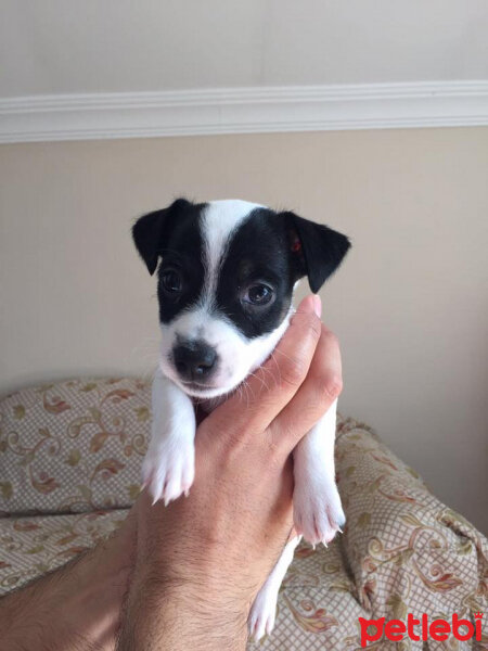 Jack Russell Terrier, Köpek  jack russell fotoğrafı