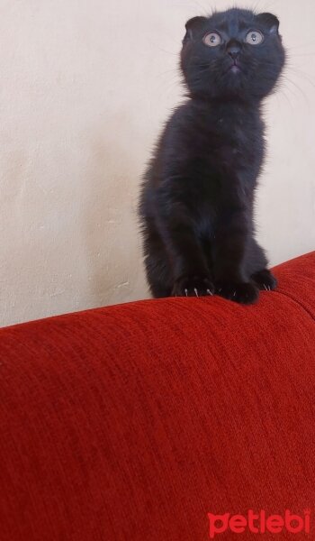 Scottish Fold, Kedi  Alfa fotoğrafı