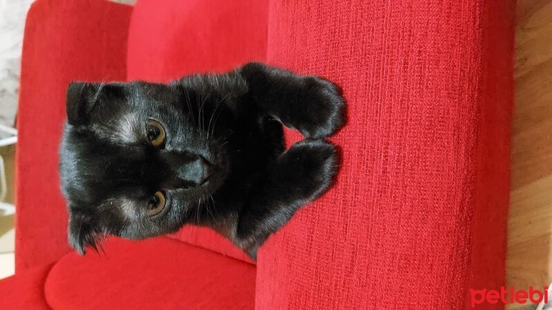 Scottish Fold, Kedi  Alfa fotoğrafı