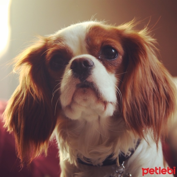Cavalier King Charles Spanieli, Köpek  Helga fotoğrafı