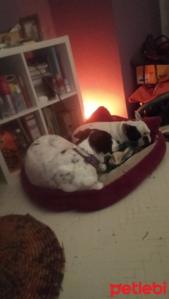 Dalmatian, Köpek  Panda fotoğrafı
