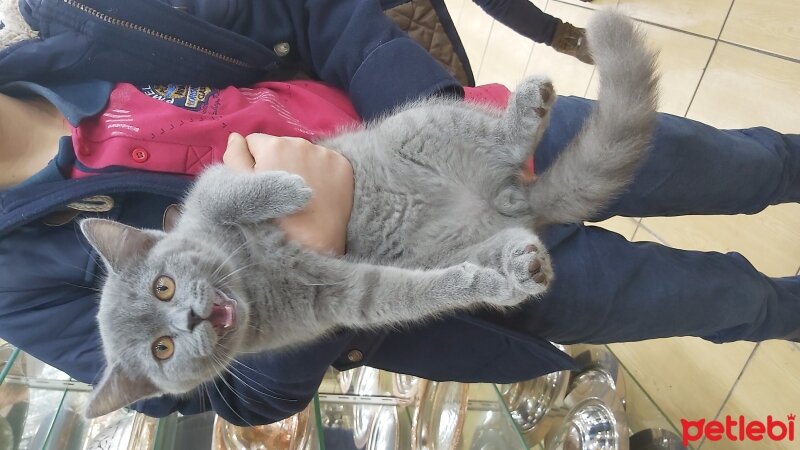 British Shorthair, Kedi  Duman fotoğrafı