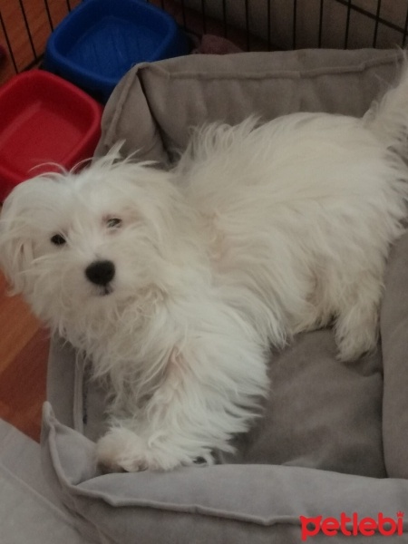 Maltese, Köpek  Bulut fotoğrafı