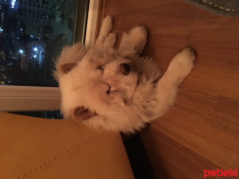 Chow Chow (çin Aslanı), Köpek  haydut fotoğrafı