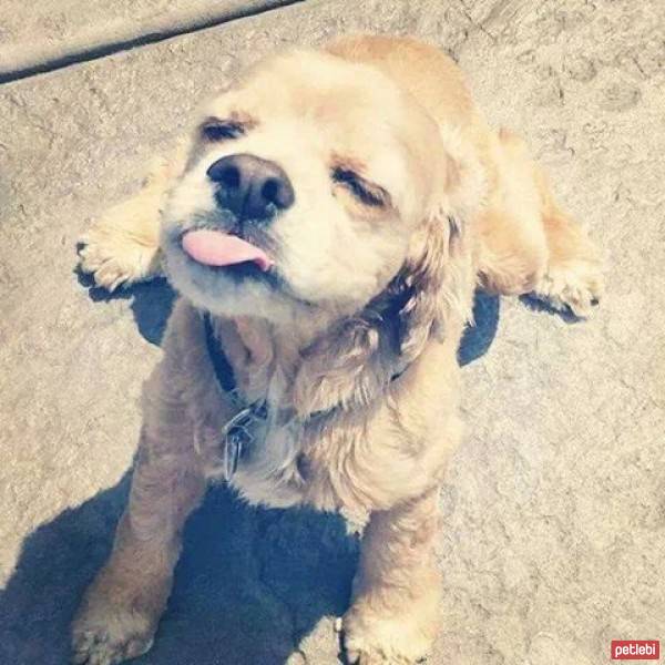 Golden Retriever, Köpek  Pati fotoğrafı