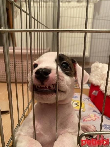 Dogo Arjantin, Köpek  Maça fotoğrafı