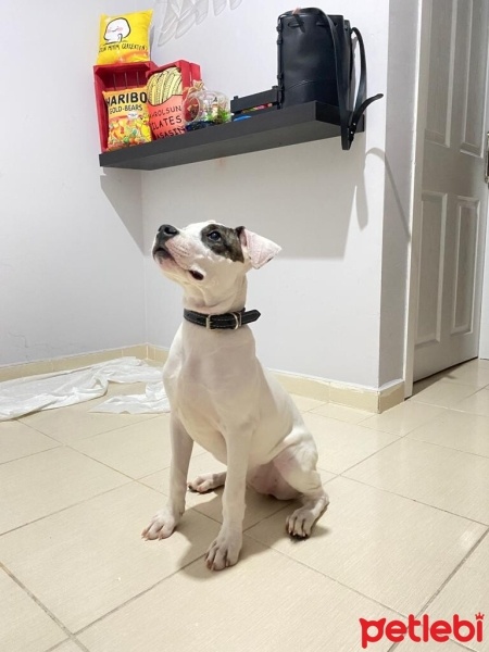 Dogo Arjantin, Köpek  Maça fotoğrafı