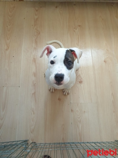 Dogo Arjantin, Köpek  Maça fotoğrafı