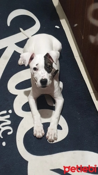 Dogo Arjantin, Köpek  Maça fotoğrafı