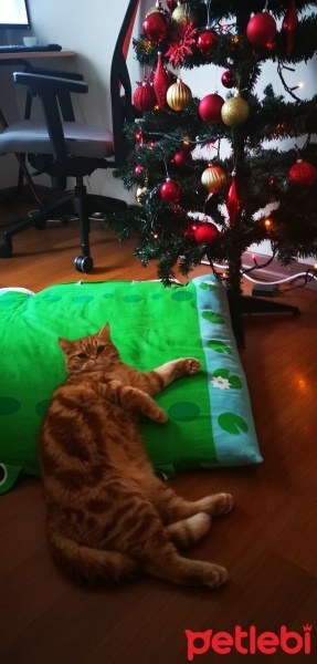 British Shorthair, Kedi  Leo fotoğrafı