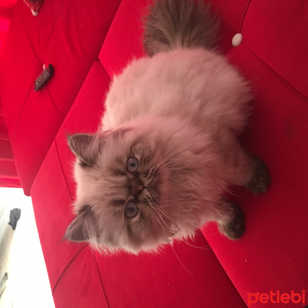 İran Kedisi (Persian), Kedi  Müdür fotoğrafı