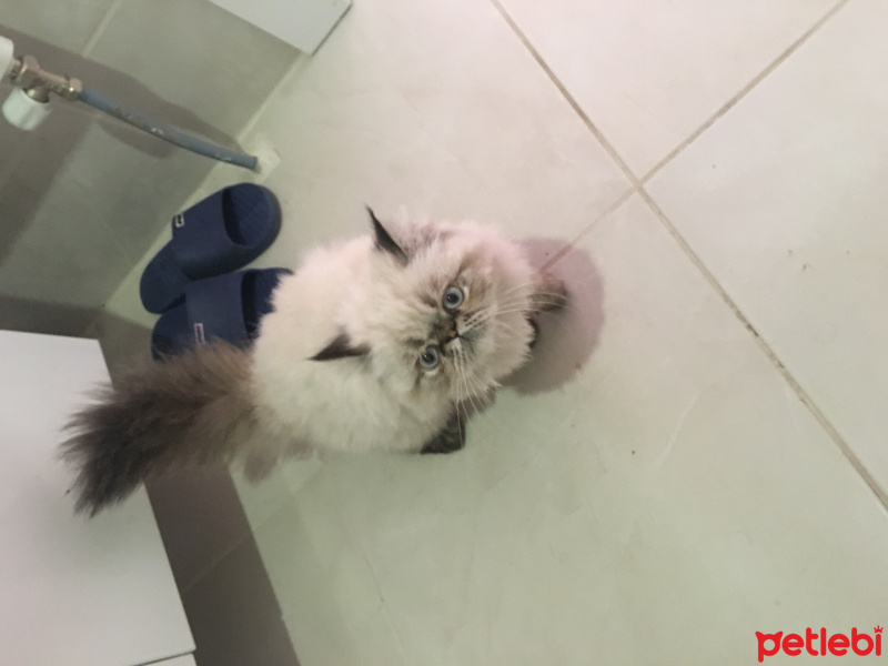 İran Kedisi (Persian), Kedi  Müdür fotoğrafı