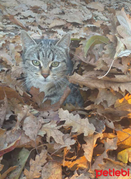 Tekir Kedi, Kedi  Arya fotoğrafı