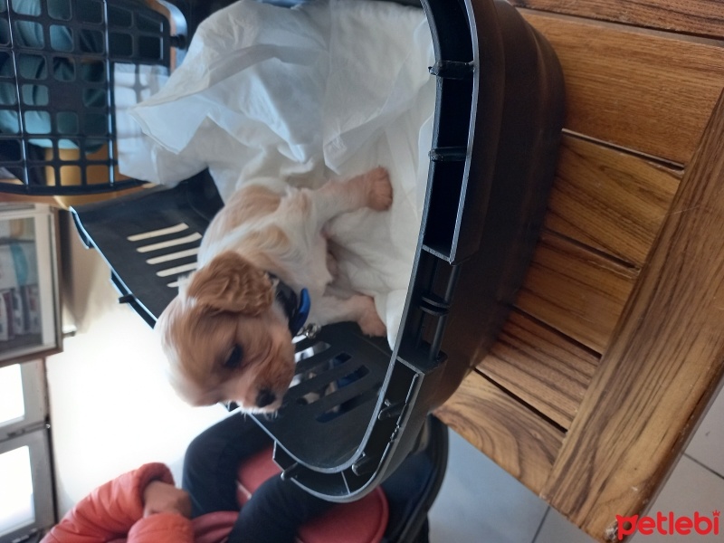 Cavalier King Charles Spanieli, Köpek  Charlie fotoğrafı