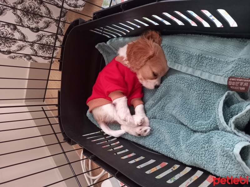 Cavalier King Charles Spanieli, Köpek  Charlie fotoğrafı