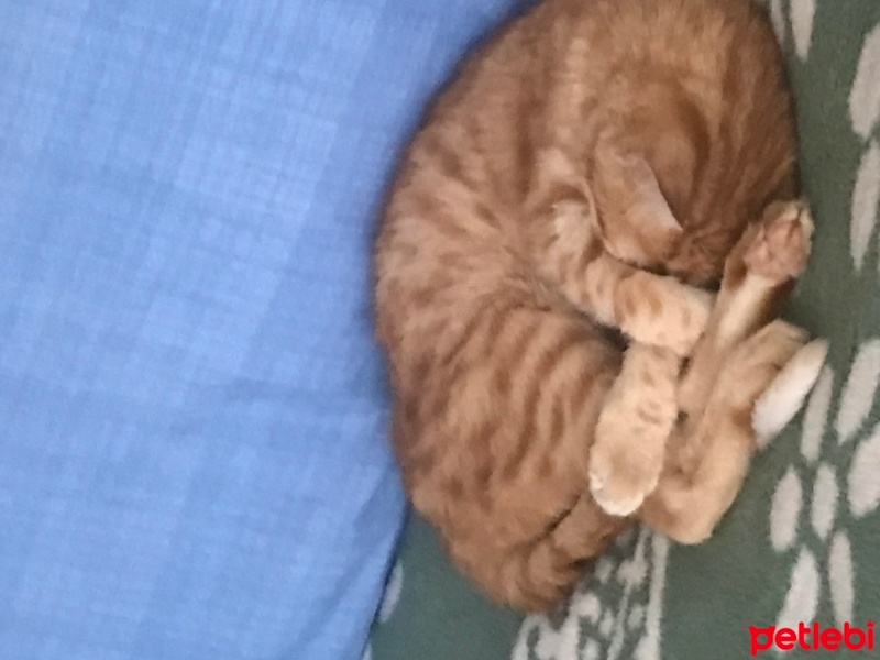 Tekir Kedi, Kedi  Sherlock fotoğrafı