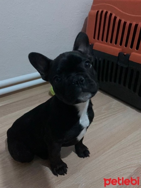 Fransız Bulldog, Köpek  NOİR fotoğrafı