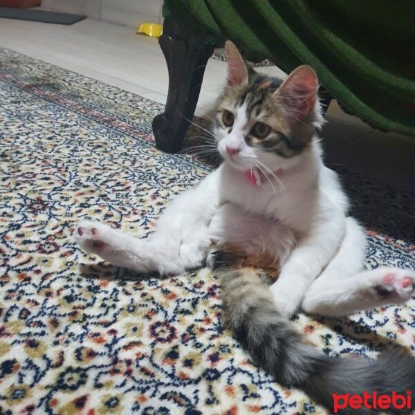 Ankara Kedisi, Kedi  Şila fotoğrafı