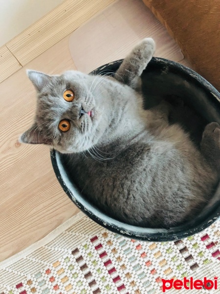 British Shorthair, Kedi  Mia fotoğrafı