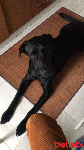 Labrador Retriever, Köpek  Thales fotoğrafı