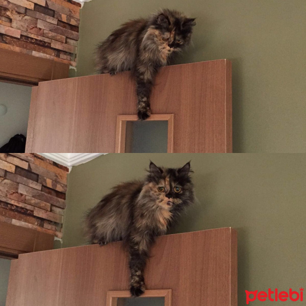 İran Kedisi (Persian), Kedi  Sultan fotoğrafı