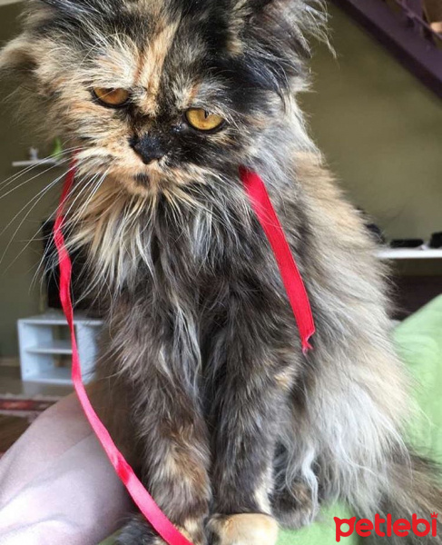 İran Kedisi (Persian), Kedi  Sultan fotoğrafı