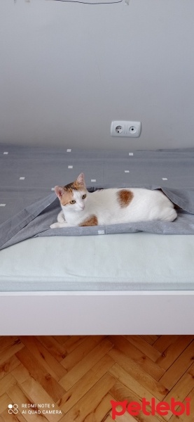 Tekir Kedi, Kedi  Şanslı fotoğrafı