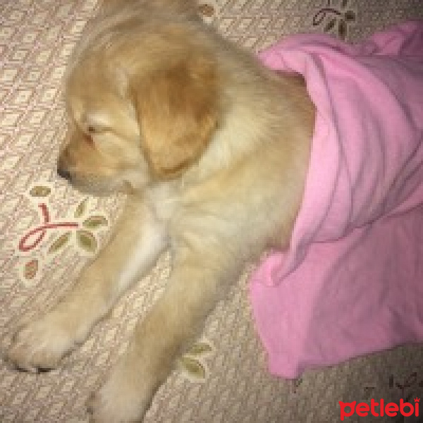 Golden Retriever, Köpek  Milena fotoğrafı