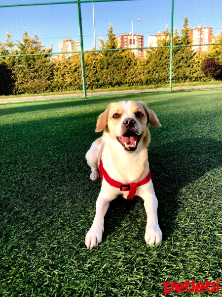 Jack Russell Terrier, Köpek  Gofret fotoğrafı