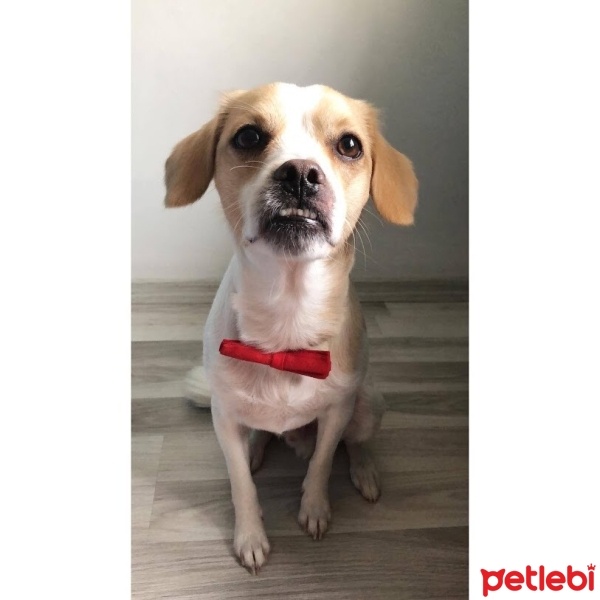 Jack Russell Terrier, Köpek  Gofret fotoğrafı