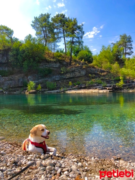 Jack Russell Terrier, Köpek  Gofret fotoğrafı